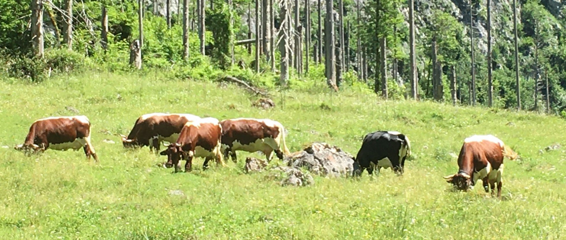 Rinder in den Alpen